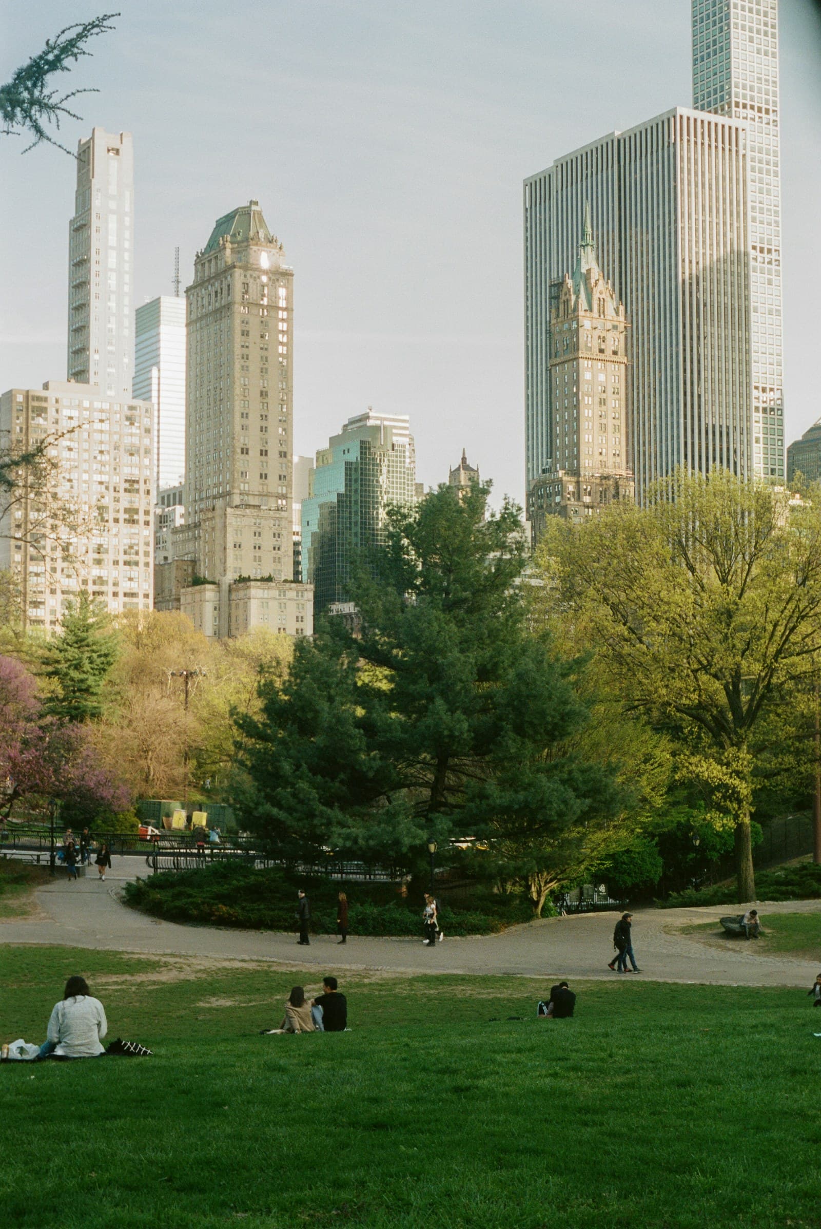 A green Central Park lawn and trees with warm gold-toned towers rising behind