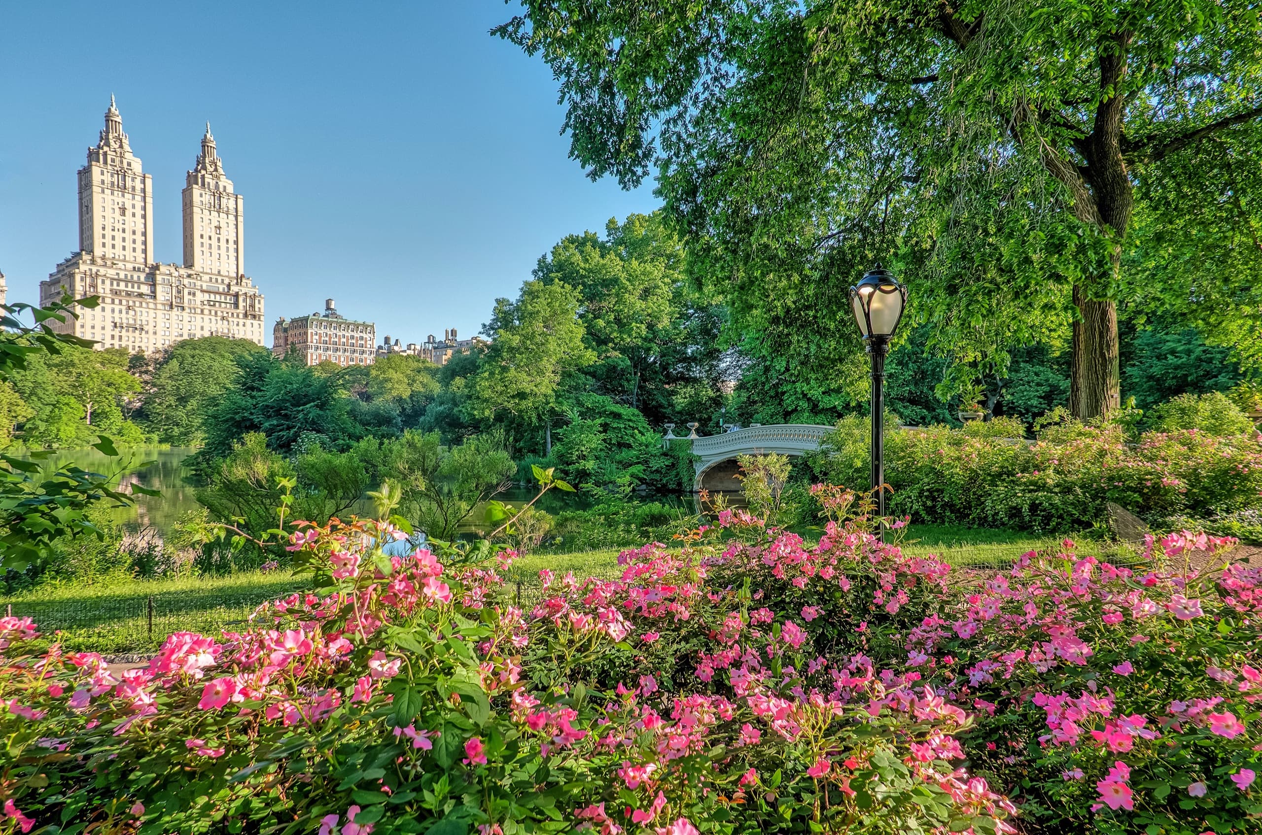 Pink roses and green trees around Bow Bridge in Central Park, with the San Remo towers beyond